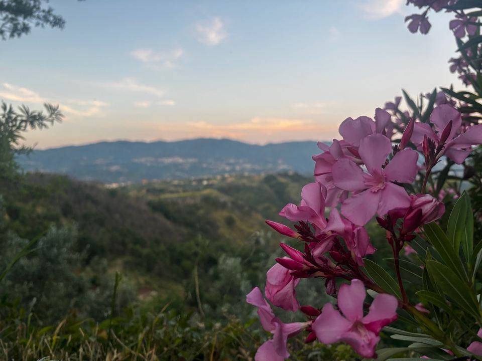 Sunset over the valley through the garden oleanders
